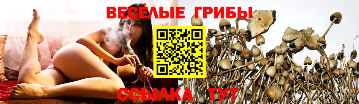 Псилоцибиновые грибы Psilocybe Нижнекамск